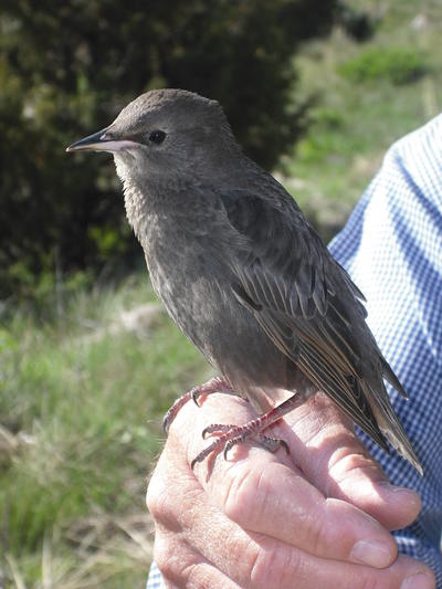 bird